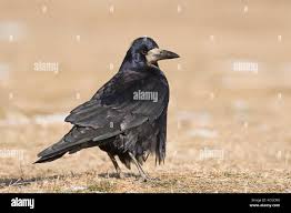 Attēlu rezultāti vaicājumam “Corvus frugilegus adult”