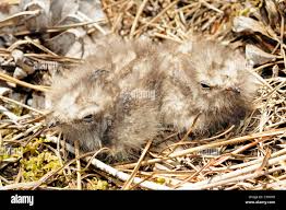 Attēlu rezultāti vaicājumam “Caprimulgus europaeus juvenile”