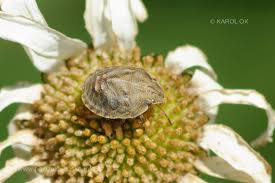 Attēlu rezultāti vaicājumam “Eurygaster testudinaria nymph”