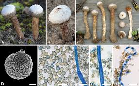 Attēlu rezultāti vaicājumam “Tulostoma fimbriatum”
