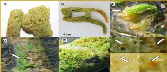 Attēlu rezultāti vaicājumam “Spongilla lacustris”