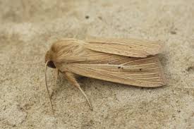 Attēlu rezultāti vaicājumam “Mythimna impura”