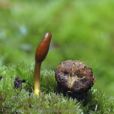 Attēlu rezultāti vaicājumam “Cordyceps ophioglossoides”