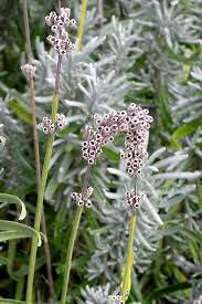 Attēlu rezultāti vaicājumam “Lavandula angustifolia flower”