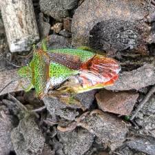 Attēlu rezultāti vaicājumam “Acanthosoma haemorrhoidale imago”