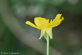 Attēlu rezultāti vaicājumam “Ranunculus sceleratus flower”