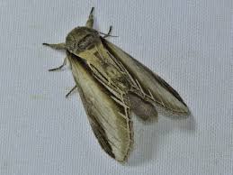 Attēlu rezultāti vaicājumam “Pheosia tremula”