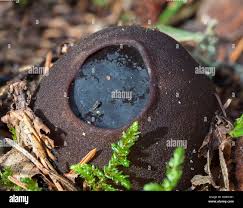 Attēlu rezultāti vaicājumam “Sarcosoma globosum”