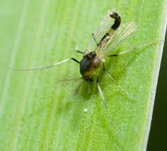 Attēlu rezultāti vaicājumam “Cricotopus”