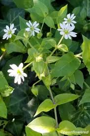 Attēlu rezultāti vaicājumam “Caryophyllaceae”