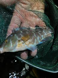 Image result for Symphodus melops