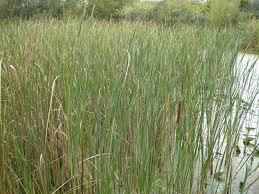 Attēlu rezultāti vaicājumam “Typha latifolia fruit”
