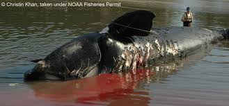 Image result for Eubalaena glacialis