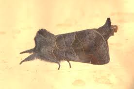 Attēlu rezultāti vaicājumam “Clostera pigra”