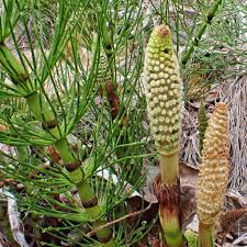 Attēlu rezultāti vaicājumam “Equisetum telmateia”