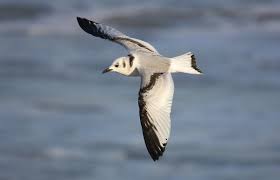 Attēlu rezultāti vaicājumam “Larus minutus”