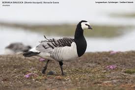 Attēlu rezultāti vaicājumam “Branta leucopsis adult”