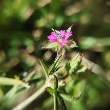 Attēlu rezultāti vaicājumam “Geranium dissectum leaf”