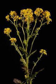 Attēlu rezultāti vaicājumam “Barbarea vulgaris subsp. arcuata”