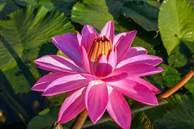 Image result for rosa aquatica