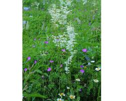 Image result for Filipendula vulgaris