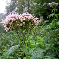Image result for Eupatorium cannabinum