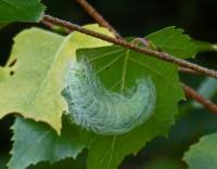 Attēlu rezultāti vaicājumam “Acronicta leporina larva”