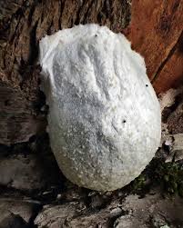 Attēlu rezultāti vaicājumam “Reticularia lycoperdon young”
