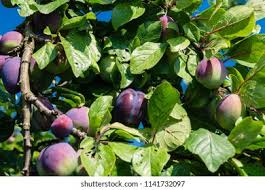 Attēlu rezultāti vaicājumam “Prunus domestica subsp. insitita fruit”