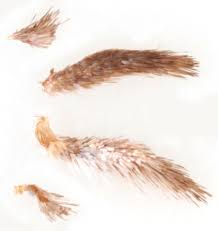 Attēlu rezultāti vaicājumam “Crambus hamella”