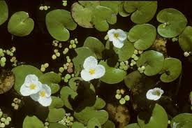 Attēlu rezultāti vaicājumam “Hydrocharis morsus-ranae fruit”