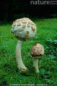 Attēlu rezultāti vaicājumam “Macrolepiota rhacodes”