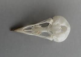 Image result for Dendroica striata