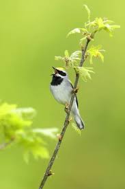 Image result for Vermivora chrysoptera