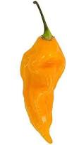 Afbeeldingsresultaat voor yellow fratali hot pepper
