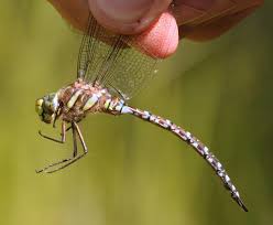 Attēlu rezultāti vaicājumam “Aeshnidae”