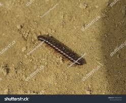 Attēlu rezultāti vaicājumam “Ommatoiulus sabulosus aimatopodus”