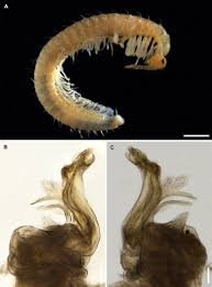Attēlu rezultāti vaicājumam “Ommatoiulus vilnensis”