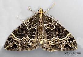 Attēlu rezultāti vaicājumam “Ecliptopera silaceata”