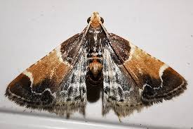 Attēlu rezultāti vaicājumam “Pyralis farinalis”