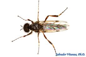 Attēlu rezultāti vaicājumam “Bibionidae”