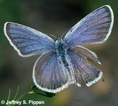 Attēlu rezultāti vaicājumam “Plebejus idas female”