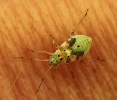 Attēlu rezultāti vaicājumam “Lygus nymph nymph”