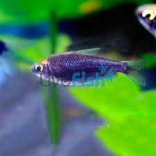 Attēlu rezultāti vaicājumam “Tetratoma ancora”