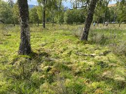 Attēlu rezultāti vaicājumam “Sphagnum girgensohnii”