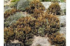 Attēlu rezultāti vaicājumam “Orthotrichum anomalum”