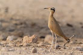 Image result for Cursorius cursor