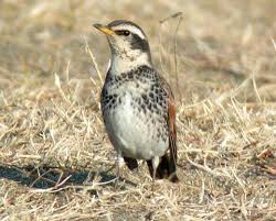 Image result for Turdus naumanni