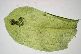 Attēlu rezultāti vaicājumam “Homalia trichomanoides”