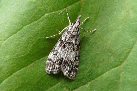 Attēlu rezultāti vaicājumam “Eudonia lacustrata”